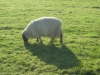 local sheep :)