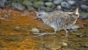 RF1A8512 juvenile Water Rail