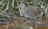 RF1A8517  juvenile Water Rail