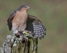 RF1A8519Sparrowhawk woth Golfinch