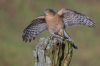 RF1A8531Sparrowhawk with Goldfinch