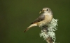 RF1A8636female Redstart