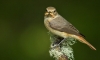 RF1A8752 female Redstart