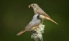 RF1A8774male and female Redstart