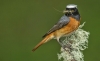 RF1A8807 male Redstart with a Stone fly